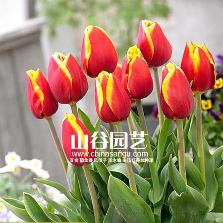 创世大发-郁金香