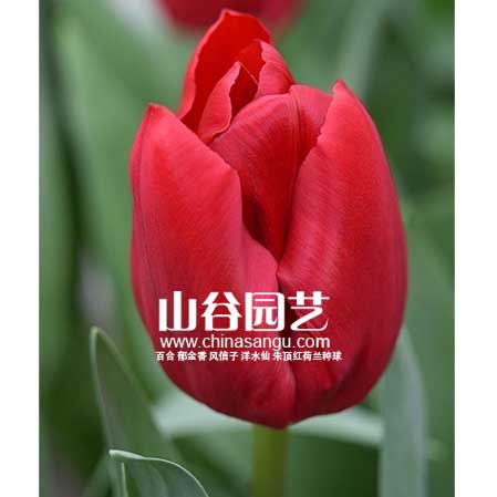 创世大发-郁金香