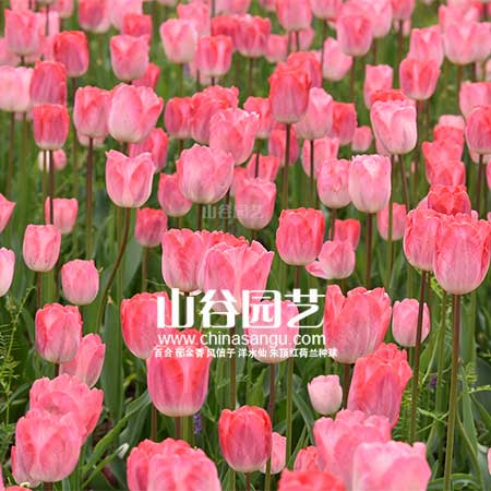创世大发-郁金香