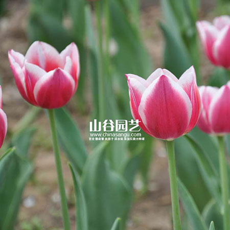 创世大发-郁金香