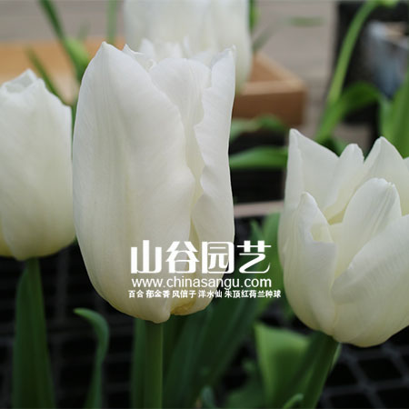 创世大发-郁金香