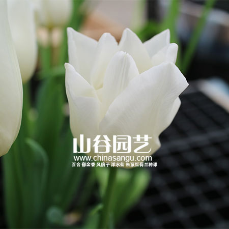 创世大发-郁金香