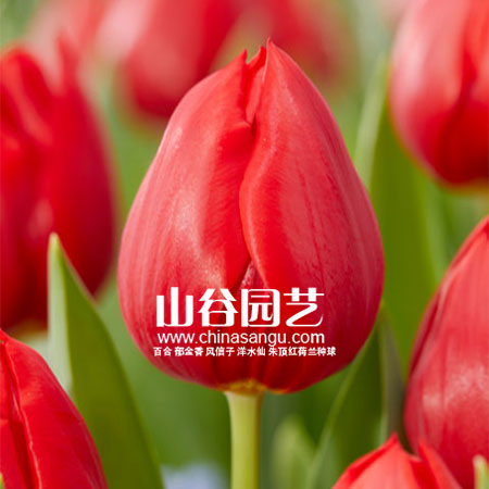 创世大发-郁金香