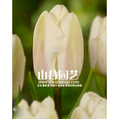 创世大发-郁金香