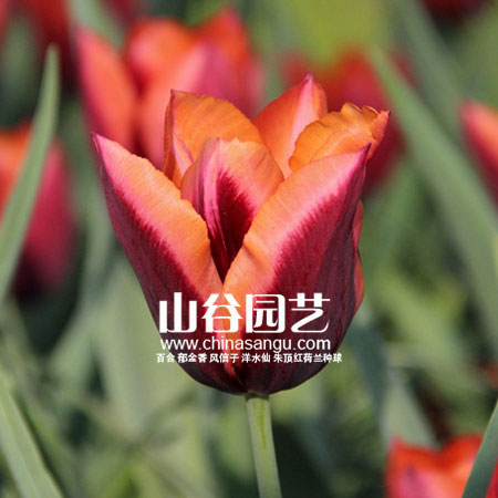 创世大发-郁金香
