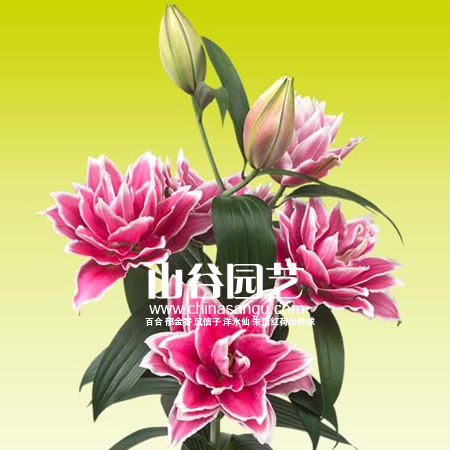 创世大发-百合
