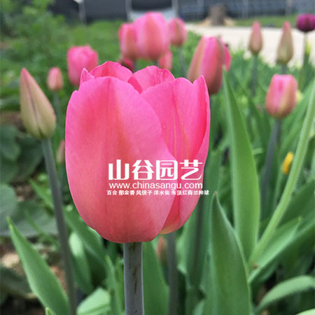 创世大发-郁金香