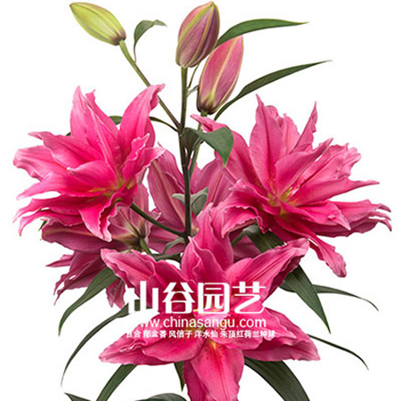 创世大发-百合