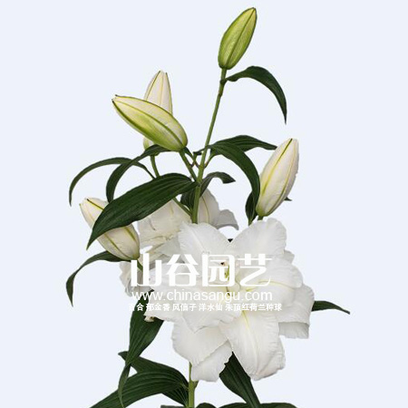 创世大发-百合