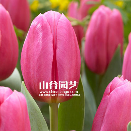 创世大发-郁金香