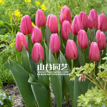 创世大发-郁金香