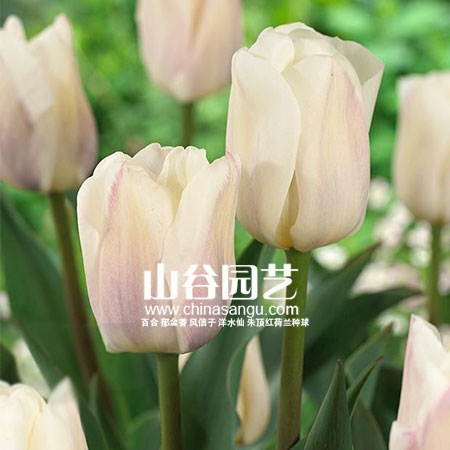 创世大发-郁金香