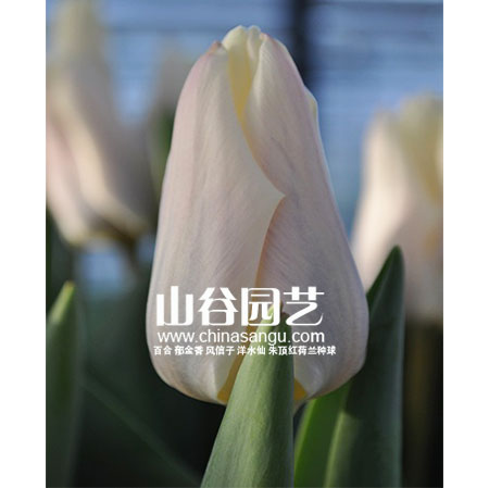 创世大发-郁金香