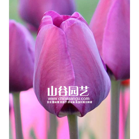 创世大发-郁金香