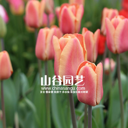 创世大发-郁金香