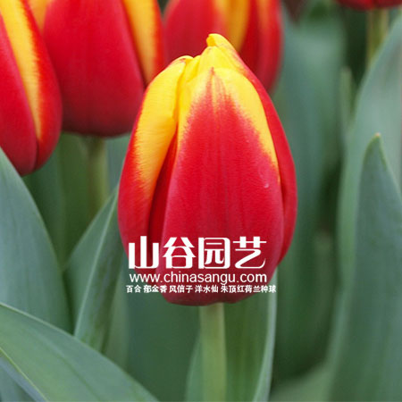 创世大发-郁金香