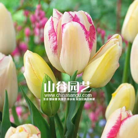 创世大发-郁金香