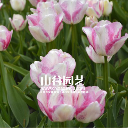 创世大发-郁金香