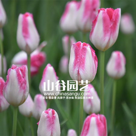 创世大发-郁金香
