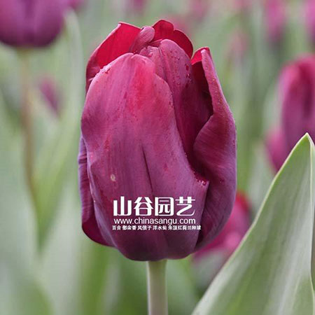 创世大发-郁金香