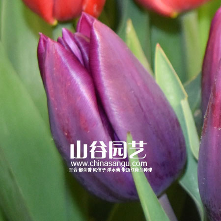 创世大发-郁金香