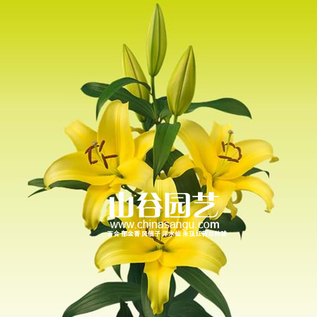 创世大发-百合
