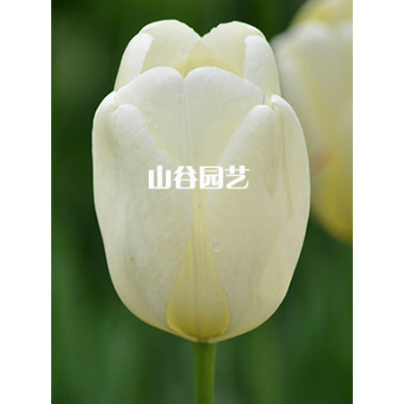 创世大发-郁金香