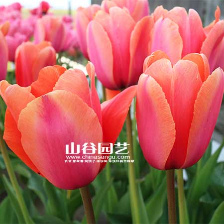 创世大发-郁金香