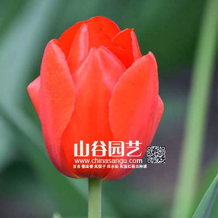 创世大发-郁金香