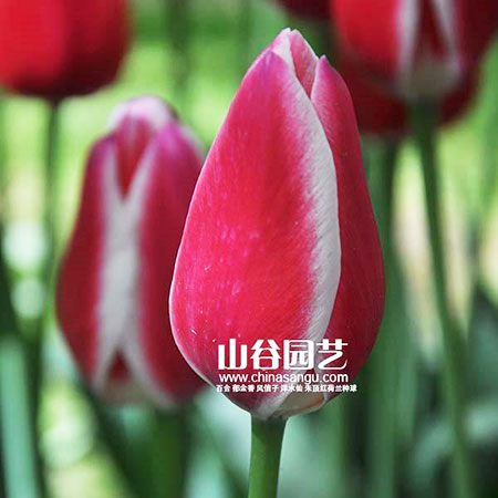 创世大发-郁金香