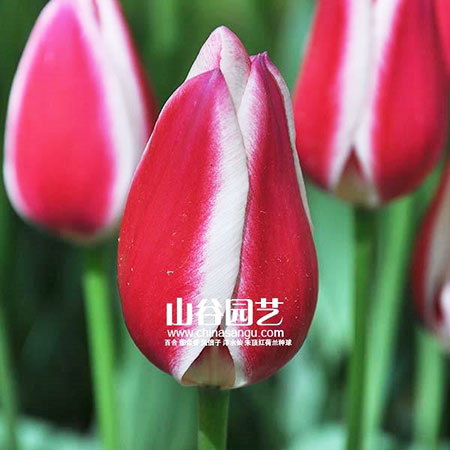 创世大发-郁金香
