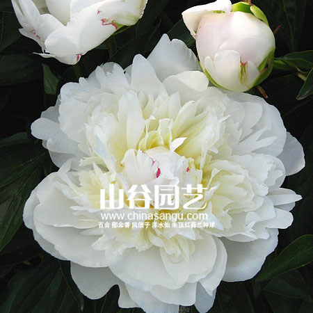 创世大发-芍药