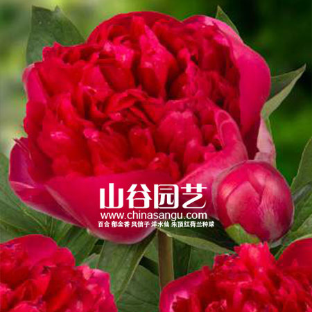创世大发-芍药