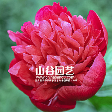 创世大发-芍药