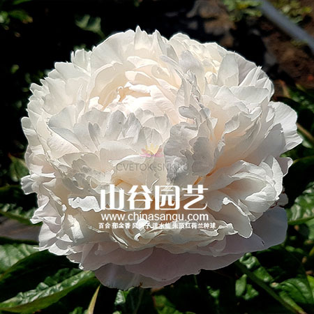 创世大发-芍药