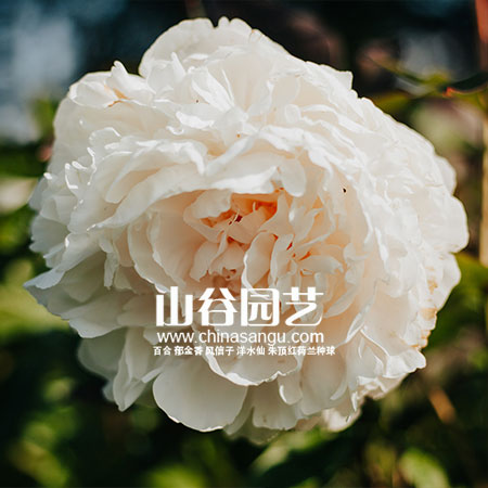 创世大发-芍药