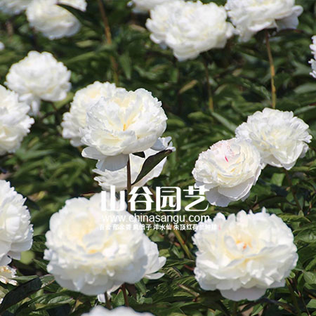 创世大发-芍药