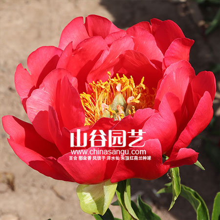 创世大发-芍药