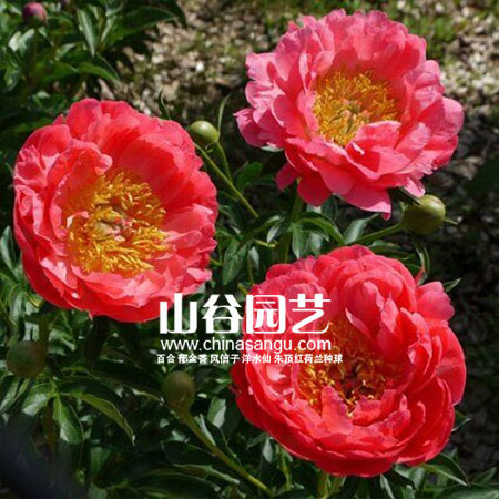 创世大发-芍药