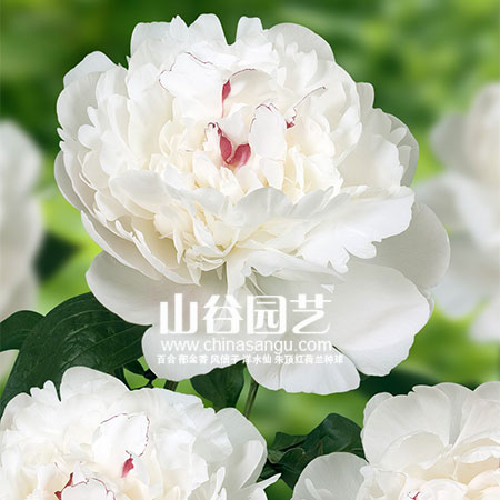 创世大发-芍药