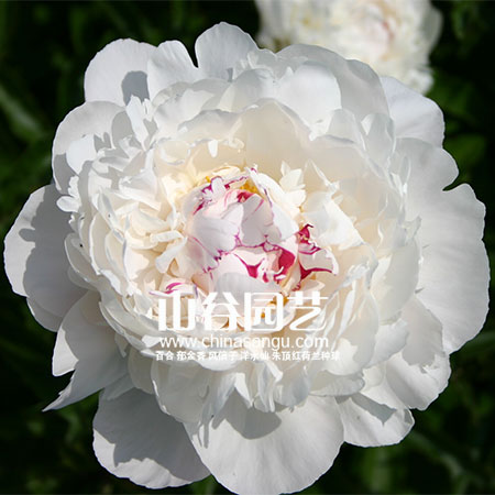 创世大发-芍药