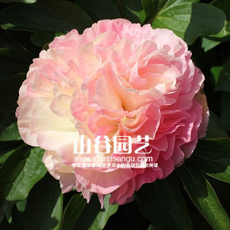 创世大发-芍药