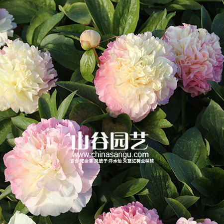 创世大发-芍药