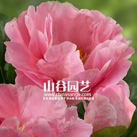 创世大发-芍药