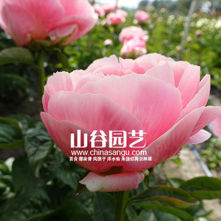 创世大发-芍药