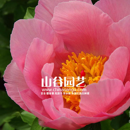 创世大发-芍药