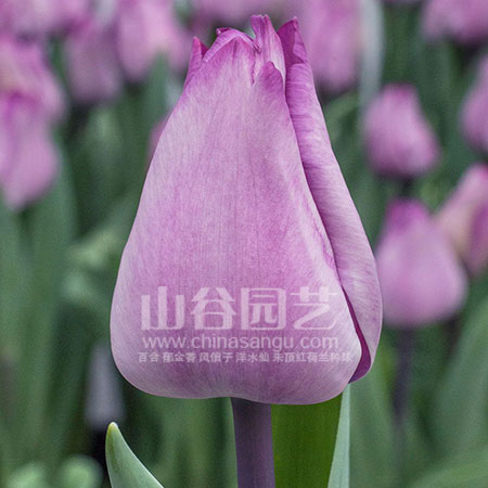 创世大发-郁金香