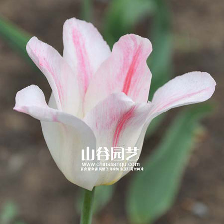 创世大发-郁金香