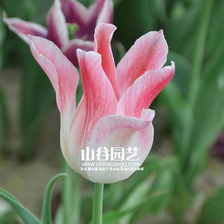 创世大发-郁金香