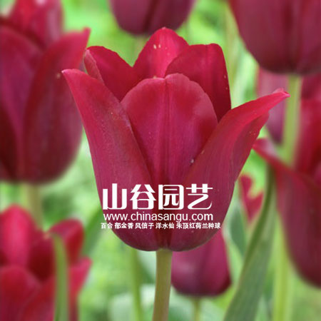 创世大发-郁金香